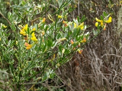 Acmispon dendroideus traskiae