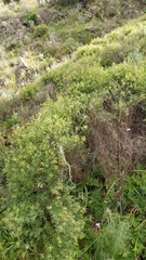 Acmispon dendroideus traskiae