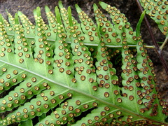 Sharp-lobed tectaria (Tectaria acutiloba)