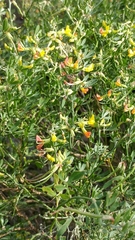 Acmispon dendroideus traskiae