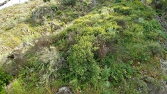 Acmispon dendroideus traskiae