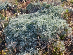 Constancea nevinii