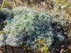 Constancea nevinii
