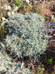 Constancea nevinii