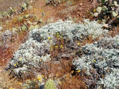 Constancea nevinii