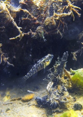Redigobius macrostoma
