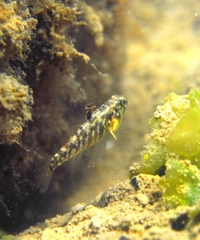 Redigobius macrostoma