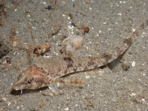 Pygmy poacher (Odontopyxis trispinosa) — Agonidae