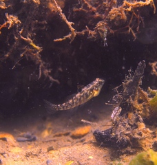 Redigobius macrostoma