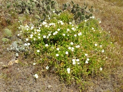 Calystegia macrostegia amplissima