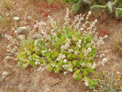 Malacothamnus clementinus