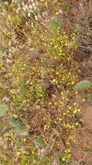 Malacothrix foliosa foliosa