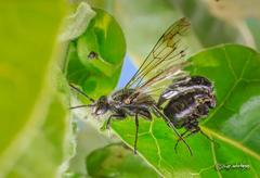 Elaphroptera