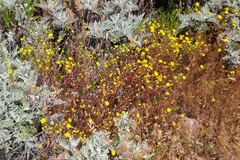 Malacothrix foliosa foliosa