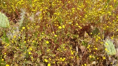 Malacothrix foliosa foliosa