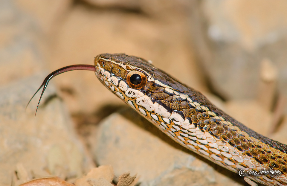 Chilean Green Racer