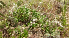 Malacothamnus clementinus