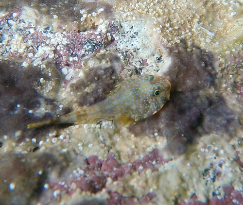 Redhead clingfish (Arcos erythrops) — Gobiesocidae — 4