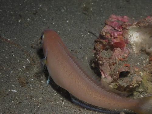 Ocean whitefish (Caulolatilus princeps) — Malacanthidae — 4