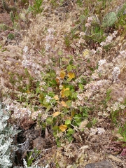 Malacothamnus clementinus