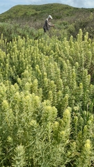 Castilleja grisea