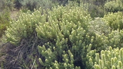Castilleja grisea