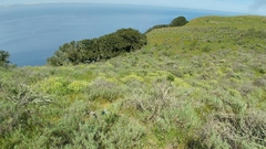Castilleja grisea