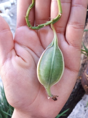 Epidendrum × obrienianum