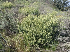 Castilleja grisea