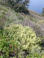 Castilleja grisea