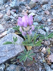 Lupinus concinnus