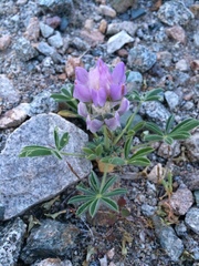 Lupinus concinnus