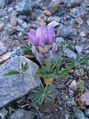Lupinus concinnus