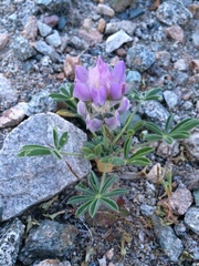 Lupinus concinnus