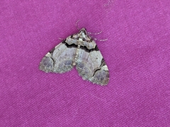 Anticlea derivata