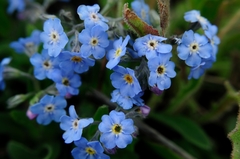 Myosotis graui