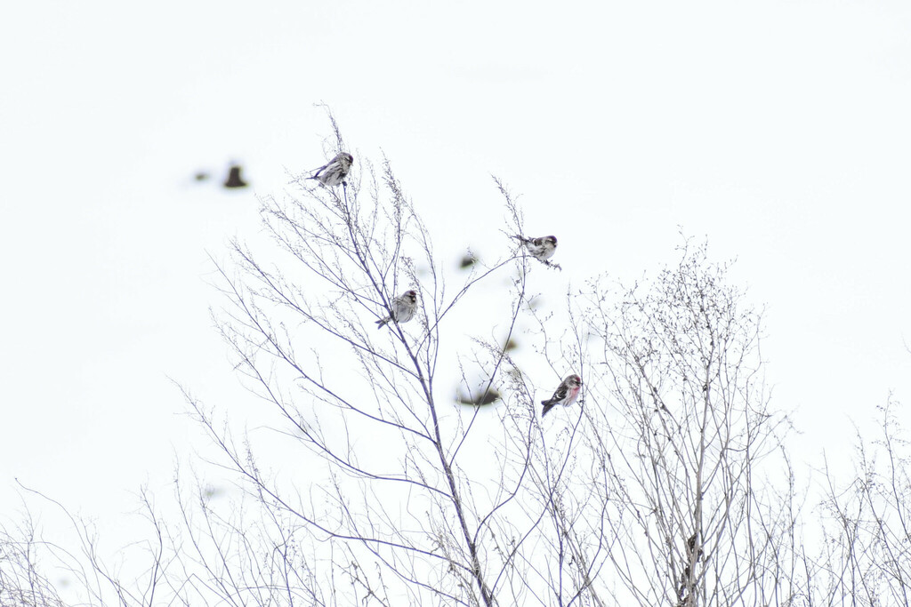 Common Redpoll from Курский р-н, Курская обл., Россия on February 17 ...