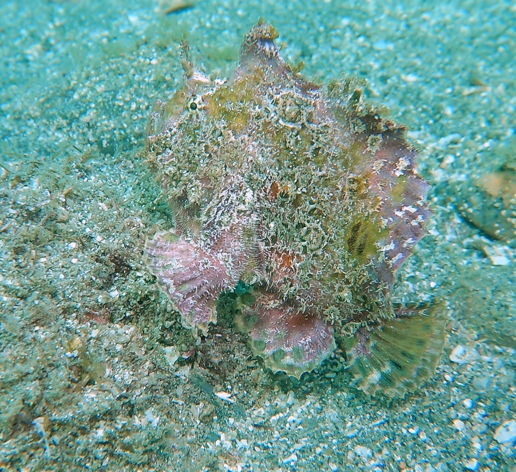 Roughbar Frogfish
