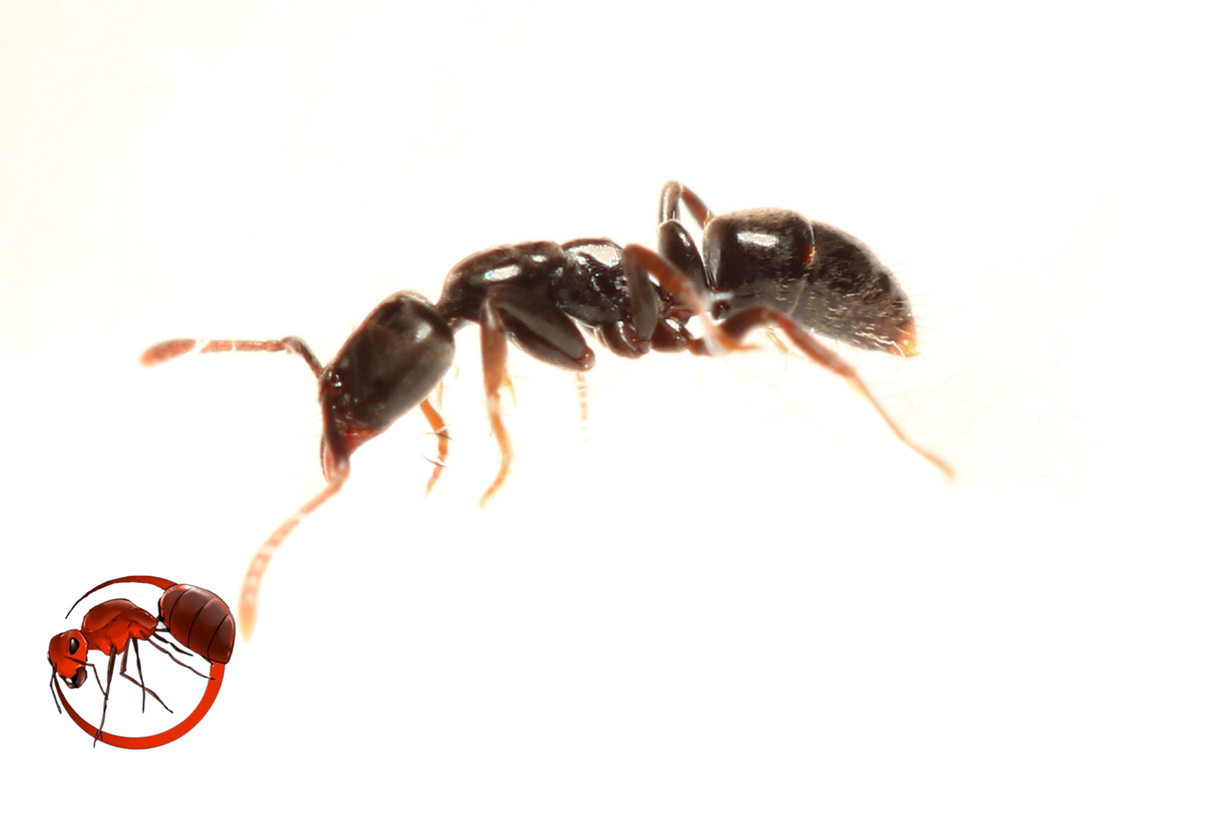 Hypoponera sabronae