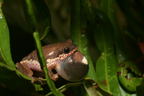 Margined Reed Frog, Hyperolius marginatus