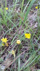 Calochortus monophyllus