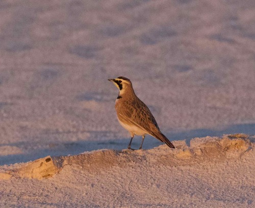 iNaturalist observation 2022-01-11