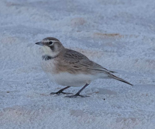 iNaturalist observation 2022-01-11