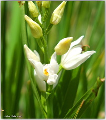 Cephalanthera longifolia image