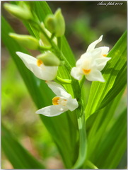 Cephalanthera longifolia image