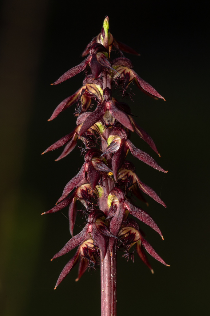 Genoplesium acuminatum