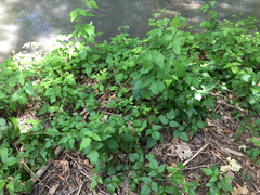 Rubus ursinus macropetalus