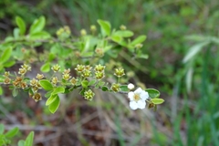 Spiraea prunifolia pseudoprunifolia