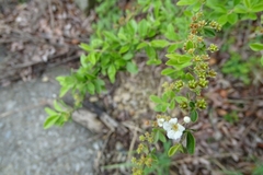 Spiraea prunifolia pseudoprunifolia