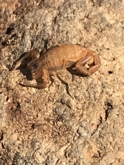 Centruroides exilicauda